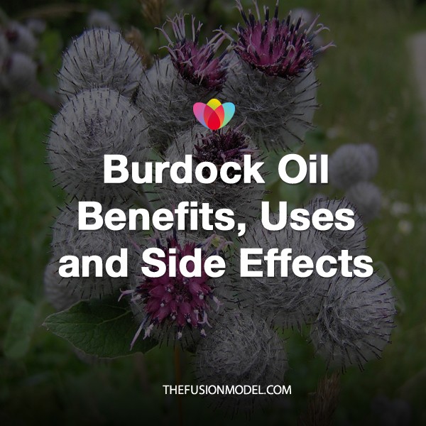 Burdock Oil Benefits, Uses and Side Effects