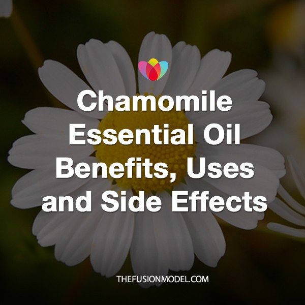 Chamomile Essential Oil Benefits, Uses and Side Effects