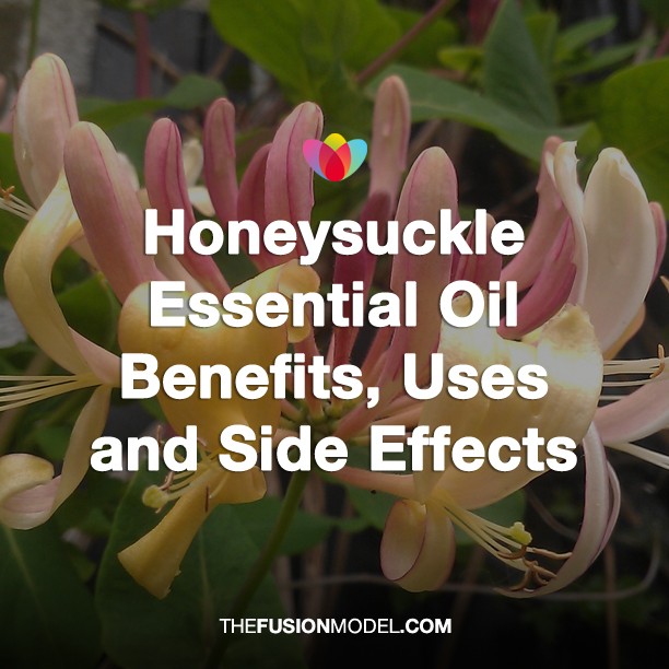 Honeysuckle Essential Oil